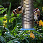 Gold_Finches